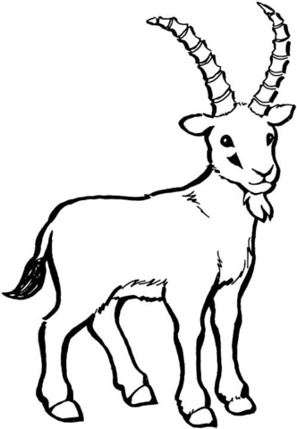 Wild Goat Coloring Page